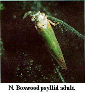 Figure N. Boxwood psyllid adult.