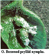 Figure O. Boxwood psyllid nymphs.