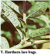 Figure V. Hawthorn lace bugs.