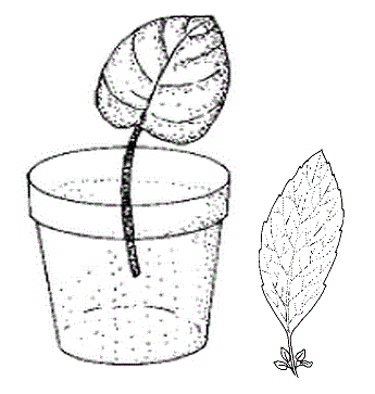 Figure 1. Leaf-petiole
