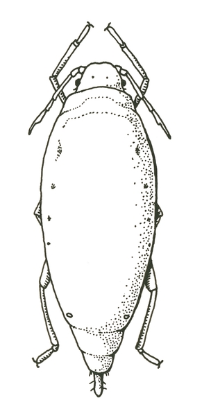 Thumbnail image for Pests of Asparagus