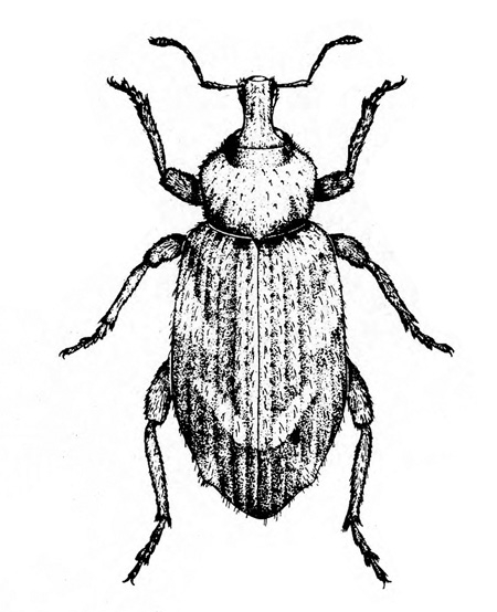 Oblong weevil in top view, with short, stubby snout and elbowed antennae. Ridged wing covers folded back. Black and white art.