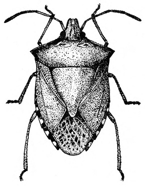 Top view of shield-shaped insect showing six legs, two antennae, and small head. Leathery wings folded back over body. Black-and-white art.