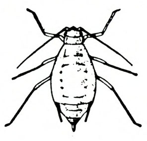 Top view of oval-bodied insect showing six spindly legs and two antennae. Two cornicles and a cauda at tip of body. No wings present. Black and white art.