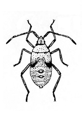 Top view of nymph with oval-shaped body and long hind legs. Black and white art.