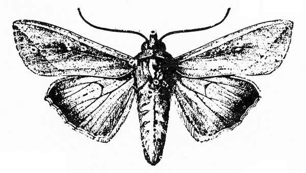 Top of moth with wings spread. Outer edges of hind wings shaded dark. Cone-shaped body tapered at tip. Two fine antennae on knoblike head. Black and white art.