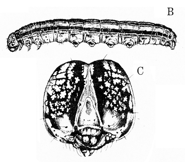 Caterpillar at top, labeled B. Below, labeled C, is close-up of dark-mottled face with light triangle at center and two small, hooked mouthparts underneath.