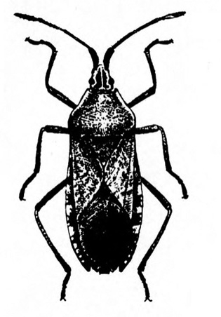Top view of bug with long, slender wings folded back over body. Very pointed head. Art mostly shaded black, with some white spots at wing edges.