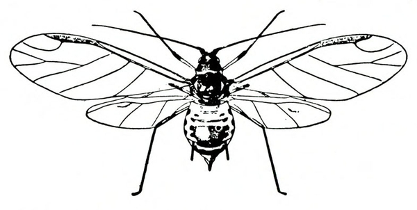 Top view of aphid with two pairs of transparent, thin, veined wings spread. Bulbous abdomen. Black and white art.