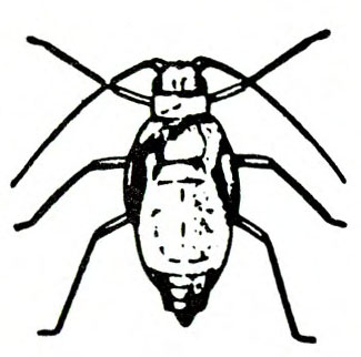 Top view of oval-bodied nymph showing six legs and two antennae. No wings present. Black and white art.