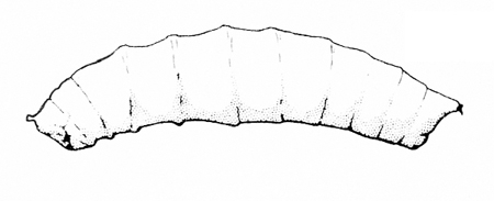 Side view of lightly C-shaped, tubular body of maggot, tapered at both ends. Black and white line art.