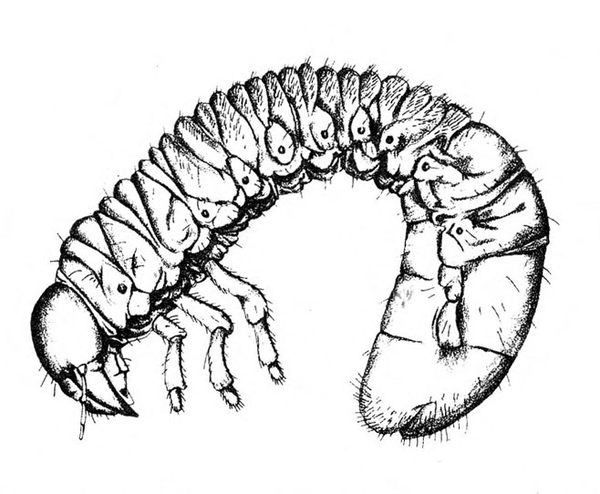 Side of curved grub with downward-pointed head, legs, and body segments with spots (spiracles) at sides, and fat terminal segments. Black and white art.