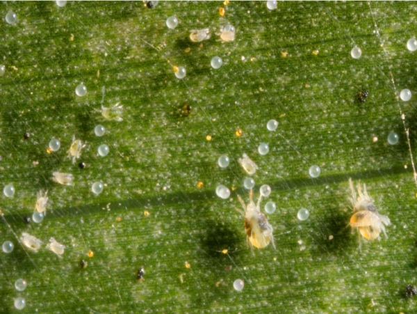 Close-up of yellowish mites with dark spots. Smaller, translucent, round eggs and even smaller specks of yellow excrement scattered on corn leaf.