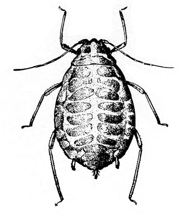 Top view of pear-shaped, wingless aphid with apparent slightly humped back. Shaded black with light skeleton-like markings. Short, stubby cauda and cornicles.