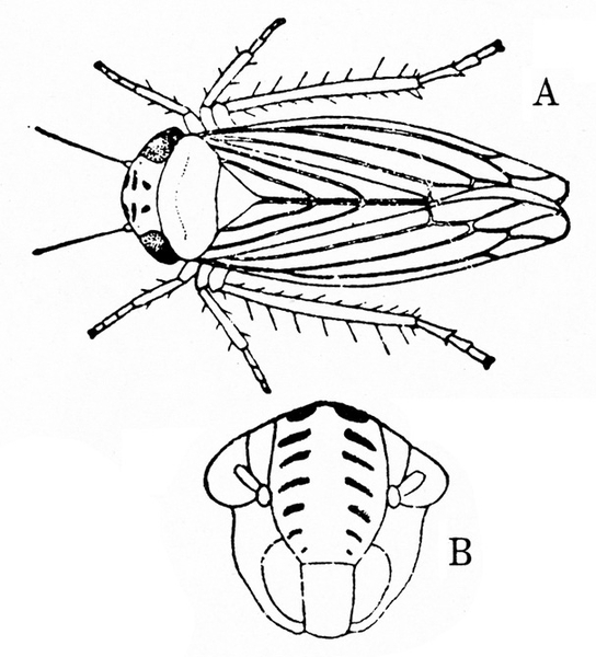 Top view of leafhopper, labeled A, above. Close-up of head, below, labeled B. Black and white art.