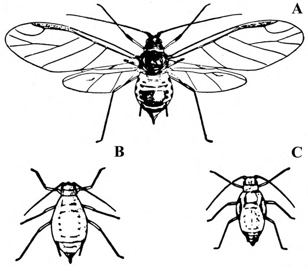 Three forms of green peach aphid, top view. Aphid A, at top, has spread wings. Aphid B, lower left, is wingless. Aphid C, lower right, is nymph with wing buds.