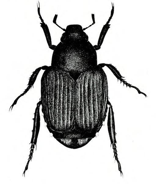 Top view of dark beetle with ridged, leathery wing covers folded over back, six legs, and two club-shaped antennae. Black and white art.