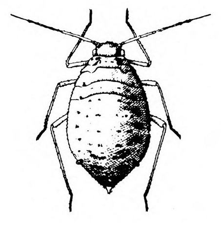 Top view of wingless aphid with plump, egg-shaped body with a few specks and wrinkles. Short cauda and cornicles barely visible. Black and white art.