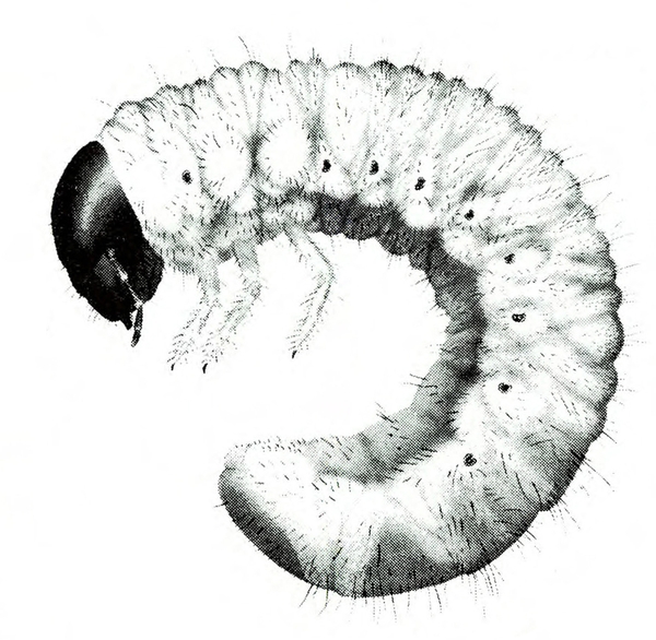 Side view of curled, light-colored grub with dark head and three legs behind it. Small, black dots on outer edges of body segments. Black and white art.