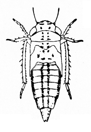 Top view of nymph with very long, spiky hind legs and pointed wing pads. Top of segmented abdomen visible below wing pads. Black and white art.