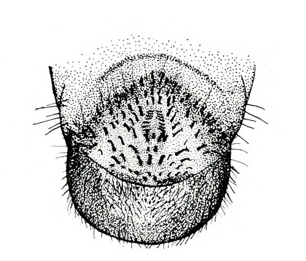 Close-up of last abdominal segment showing fine detail of many fine hairs and some coarser hairs. Black and white art.