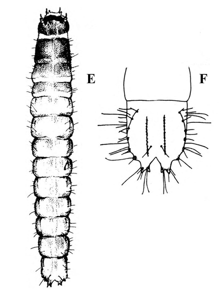 At left, slender, segmented worm, rounded at ends. At right, close-up of last abdominal segment, with V notch and long hairs. Black and white art.