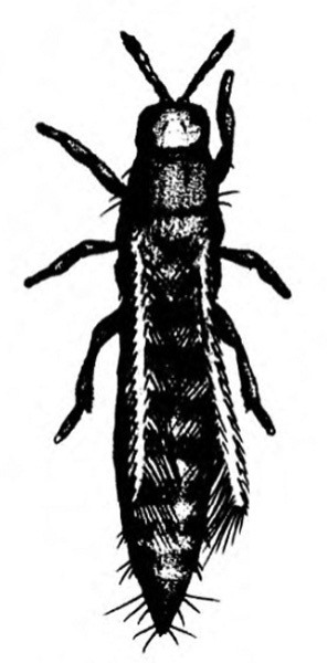 Top view of spindle-shaped insect, shaded mostly black. Light, very slender wings folded back over segmented body. Hairs near pointed abdomen.