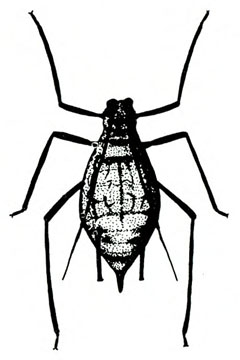 Top view of pear-shaped aphid with three pairs of long, spindly legs. Pair of antennae extended over back. No wings present. Black and white art.