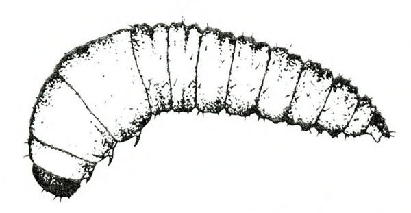 Top view of comma-shaped grub with segments wider near black head. Black and white art.