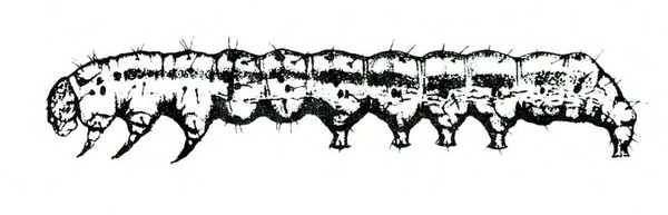 Side view of caterpillar’s extended body, showing legs and prolegs, line down side, and delicate hairs protruding from body. Black and white art.