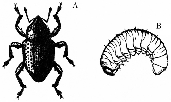 Weevil, at left, and grub, at right. Top view of weevil’s bullet-shaped body with three pairs of splayed legs, mostly shaded black. Segmented grub is C shaped.