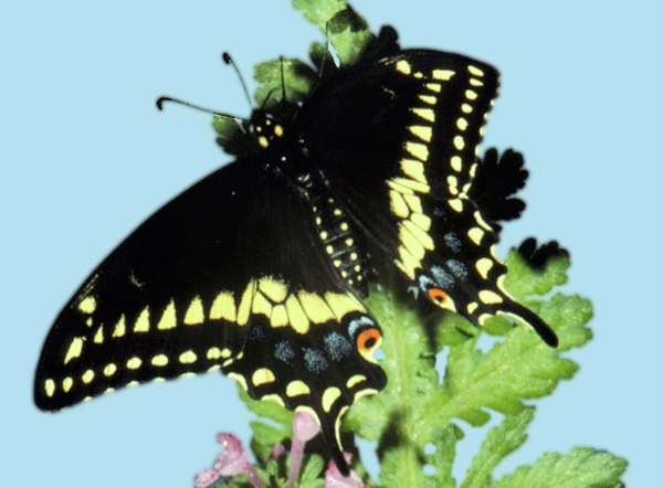 Black butterfly with wings spread. Two rows of yellow spots at wing edges. Body has yellow dots. Orange spot with black center on inner margins of hind wings.