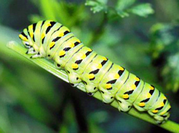 Side view of bright-green caterpillar with black cross bands broken by bright yellow spots. Four stubby, green abdominal prolegs clasping stem.