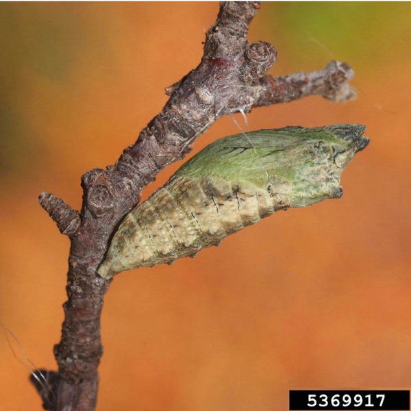 Light green pupa has tan and brown abdominal segments. Adhered via tapered tip to upright stick. Wide, green upper portion suspended by fine, white silk strand.