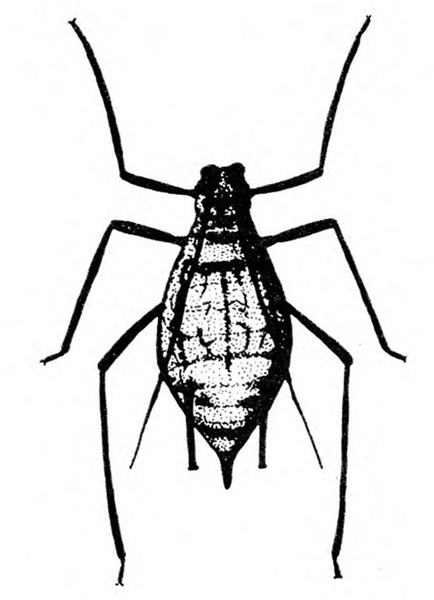 Top view of wingless, pear-shaped aphid with three pairs of long, spindly legs. Pair of antennae extended over back. Black and white art.