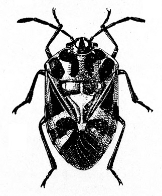 Harlequin bug, top view. Wings folded, creating a shield shape. Mostly black with various light markings. Black and white art.