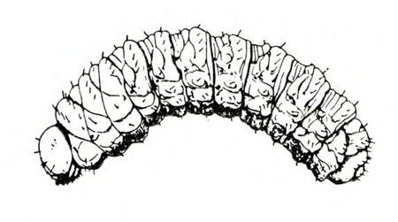 Side view of thick, C-shaped grub with delicately drawn segments and tiny hairs. Black and white art.
