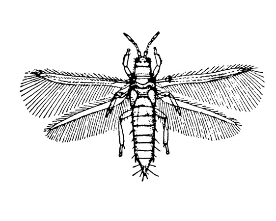 Top view with two pairs of fringed, narrow wings spread. Body spindle-shaped with short hairs on sides and tip of segmented abdomen. Black and white art.