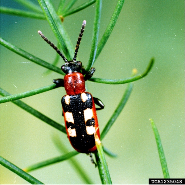Beetle on needle-like, green leaves. Black wide head, legs, and antennae. Thorax bright red. Folded black wing covers have six yellow, squarish spots.