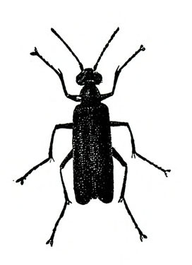 Top view of beetle with long, slender, folded wings, three pairs of long, jointed legs, and two antennae extended from wide, oval head. Drawing shaded black.