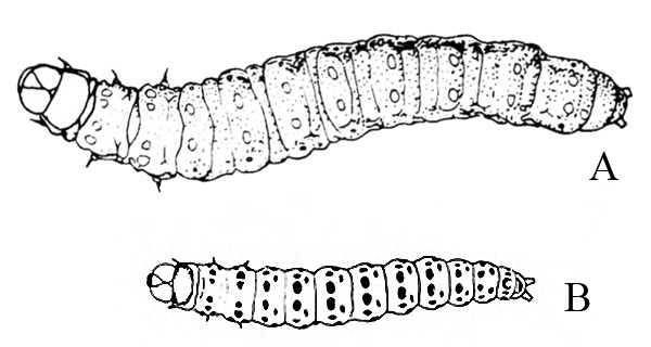 Top view of caterpillar A at top. Top view of caterpillar B at bottom, similar in shape but smaller with black spots on body segments. Black and white art.