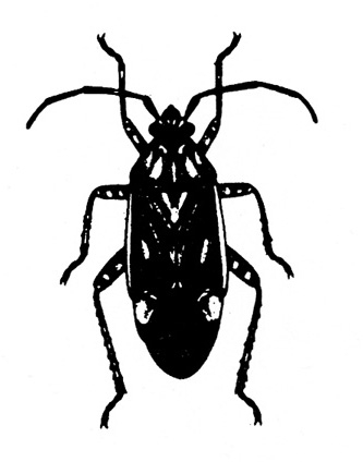 Top view, mostly shaded black with various small, white markings. Wings folded, with body profile of a cockroach. Black and white art.