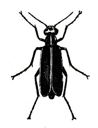 Top view of beetle with long, slender, folded wings, three pairs of long legs, and wide, oval head. Drawing is black with light outline around wings.