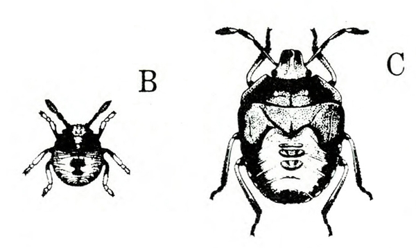 Small, round, tick-shaped young nymph on left side of image, labeled B. Mature nymph on right, labeled C, about three times larger and more oval and developed.