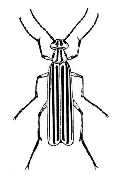 Top view. Long, slender, folded wings. Three pairs of long legs. Vertical stripes on wings and thorax. Two spots on wide, oval head. Black and white art.