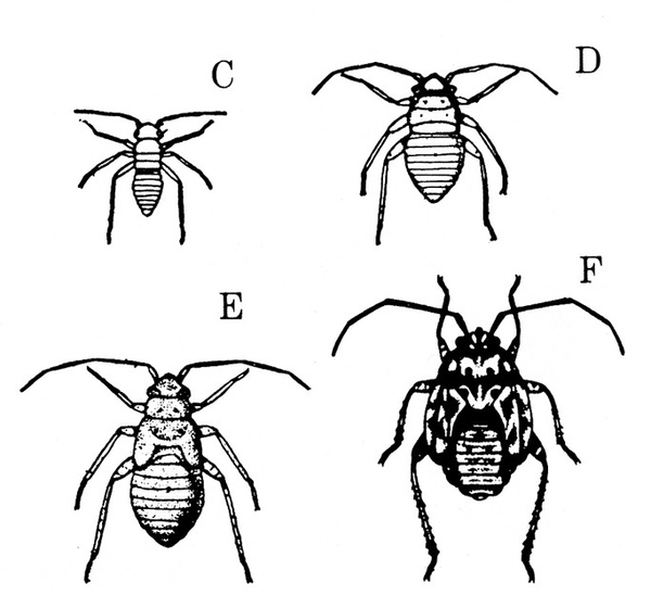 Four nymphs. Smallest at upper left. Largest at lower right. Smaller nymphs have slender, oblong bodies. Largest has more squat, oval body. Black and white art.