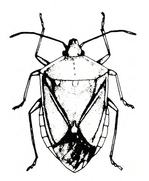 Top view of shield-shaped insect showing six legs and two antennae, with wings folded back over body. Black and white art.