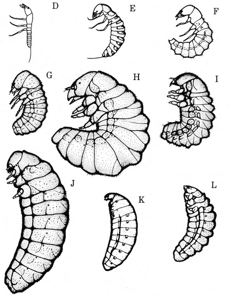 Side view of nine various larvae, some slender, some fat. Curved bodies. Smallest, called the triungulin, is in upper left corner. K and L are legless.