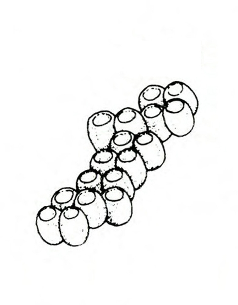 An elongated cluster of 17 simple, barrel-shaped eggs with white circles on the tops. Black and white line art.