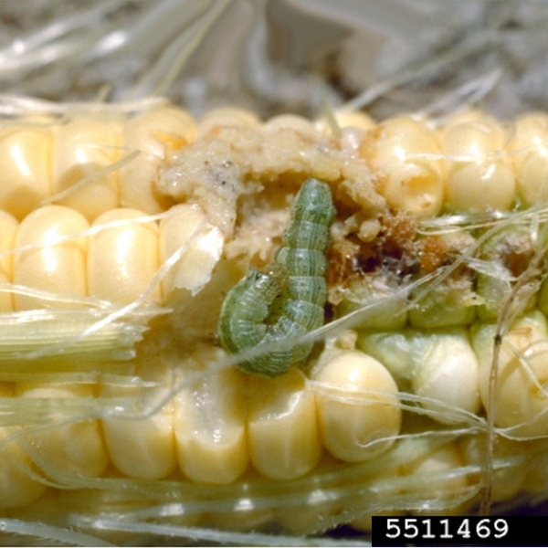 Light-green, segmented earworm crawling on a shucked corn ear, surrounded by several eaten kernels and soft, pale-brown frass.